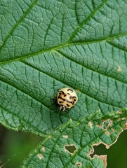 Cosmopepla lintneriana