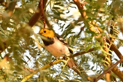 Setophaga occidentalis