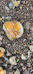 Pouteria lucuma