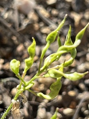 Draba streptocarpa