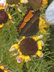 Aglais milberti