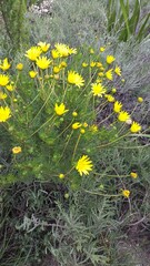 Euryops