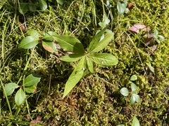 Lysimachia borealis