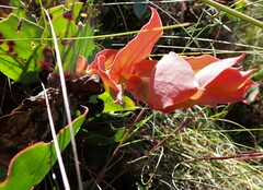 Protea amplexicaulis