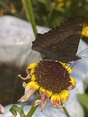 Aglais milberti