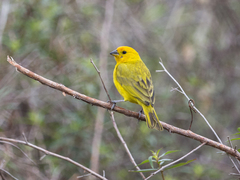 Sicalis flaveola