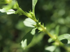 Amaranthus albus