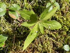 Lysimachia borealis
