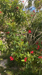 Jatropha integerrima