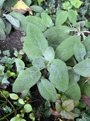 Stachys byzantina
