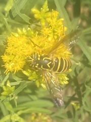 Spilomyia longicornis