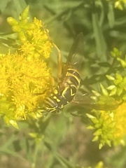Spilomyia longicornis