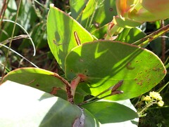 Protea amplexicaulis