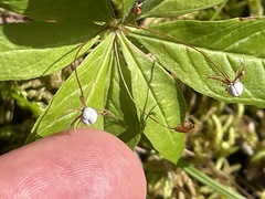 Lysimachia borealis
