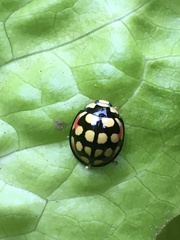 Cheilomenes sulphurea