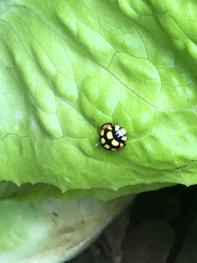 Cheilomenes sulphurea