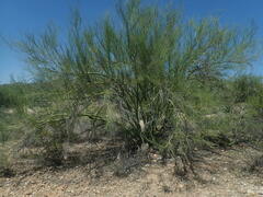 Parkinsonia
