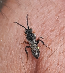 Nomada