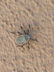 Anasa tristis