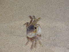 Ocypode quadrata