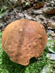 Boletaceae