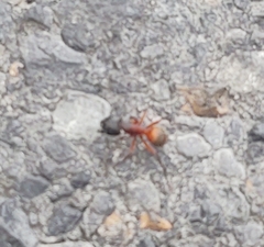 Camponotus chromaiodes