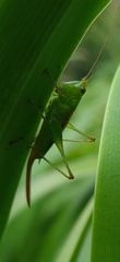 Conocephalini