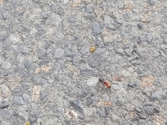 Camponotus chromaiodes