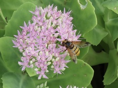 Volucella inanis