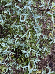 Berberis trifoliolata