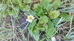 Caltha chionophila