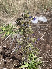 Echium