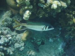 Neoniphon sammara