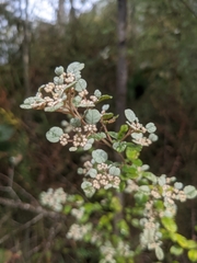 Spyridium parvifolium