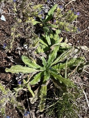 Echium