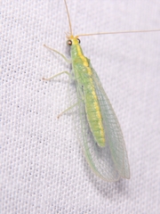 Chrysoperla