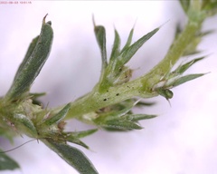 Amaranthus albus