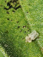 Corythucha marmorata