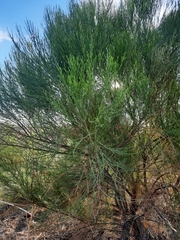 Baccharis sarothroides