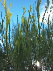Baccharis sarothroides
