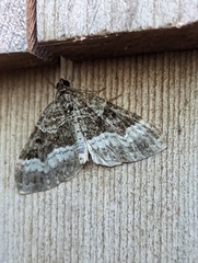 Euphyia intermediata