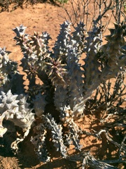 Quaqua mammillaris