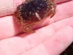 Glebocarcinus oregonensis