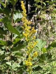 Solidago velutina