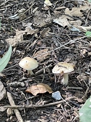 Leratiomyces percevalii