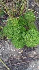 Nanobubon capillaceum