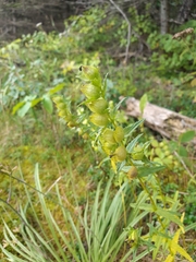 Rhinanthus minor