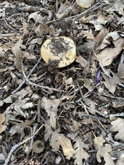 Leratiomyces percevalii