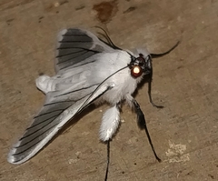 Erebidae