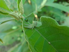 Schistocerca flavofasciata